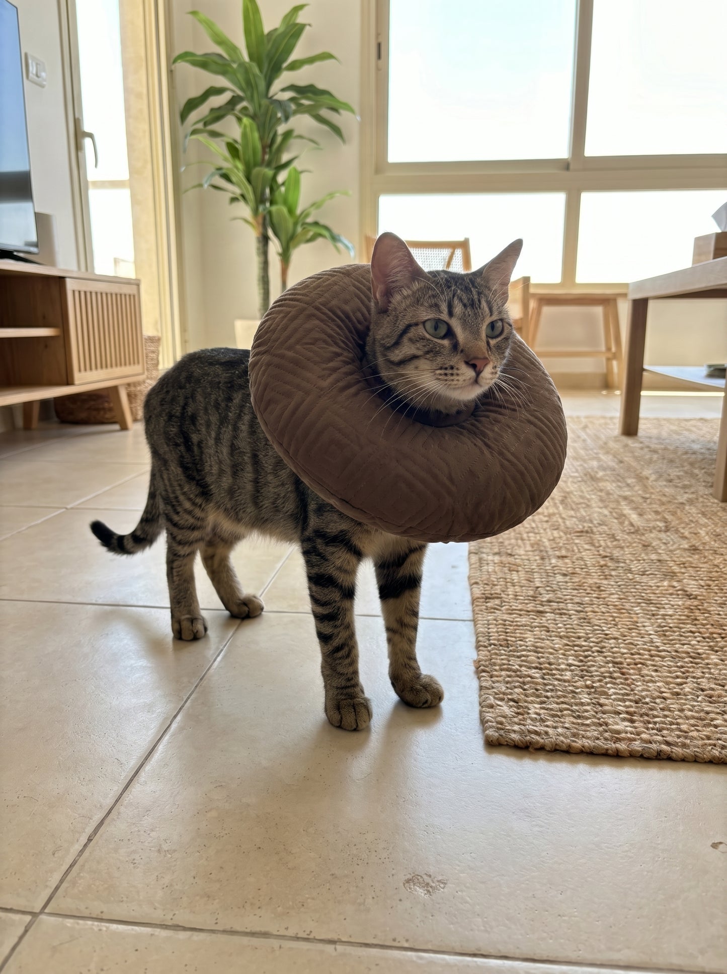 Cat Recovery Pillow | Soft Post-Surgery E-Collar Alternative